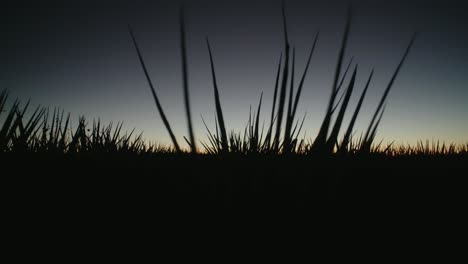 Schwenkaufnahme-Der-Silhouetten-Von-Agavenpflanzen-In-Einem-Mexikanischen-Agavenfeld