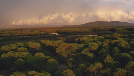 Imágenes-Aéreas-De-Drones-Del-Bosque-De-Pinos-Y-Una-Laguna-De-Agua-En-El-Icónico-Parque-Nacional-Maremma-En-Toscana,-Italia,-Con-Un-Espectacular-Cielo-De-Nubes-Rojas-Al-Atardecer-Coloreando-Los-Pinos-En-Hermosos-Colores