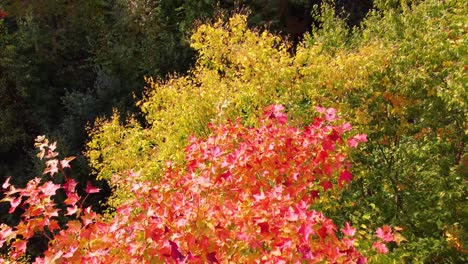 Dynamic-drone-flight-over-vibrant-fall-color-treetops