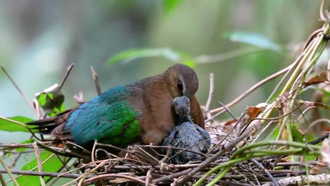 The-Common-Emerald-Dove-is-common-to-Asian-countries-and-it's-famous-for-its-beautiful-emerald-coloured-feathers