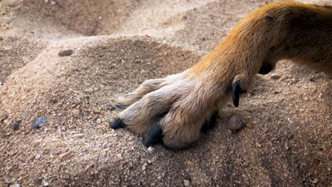 a dog's paw on the sand at the beach in koh phangan, thailand - zoom-in shot