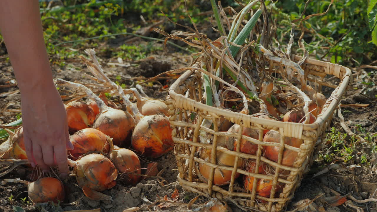 Farmer harvests onions in vegetable garden