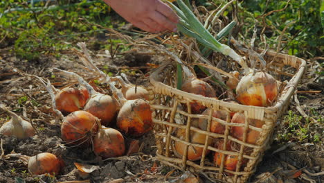 farmer harvests onions in vegetable garden