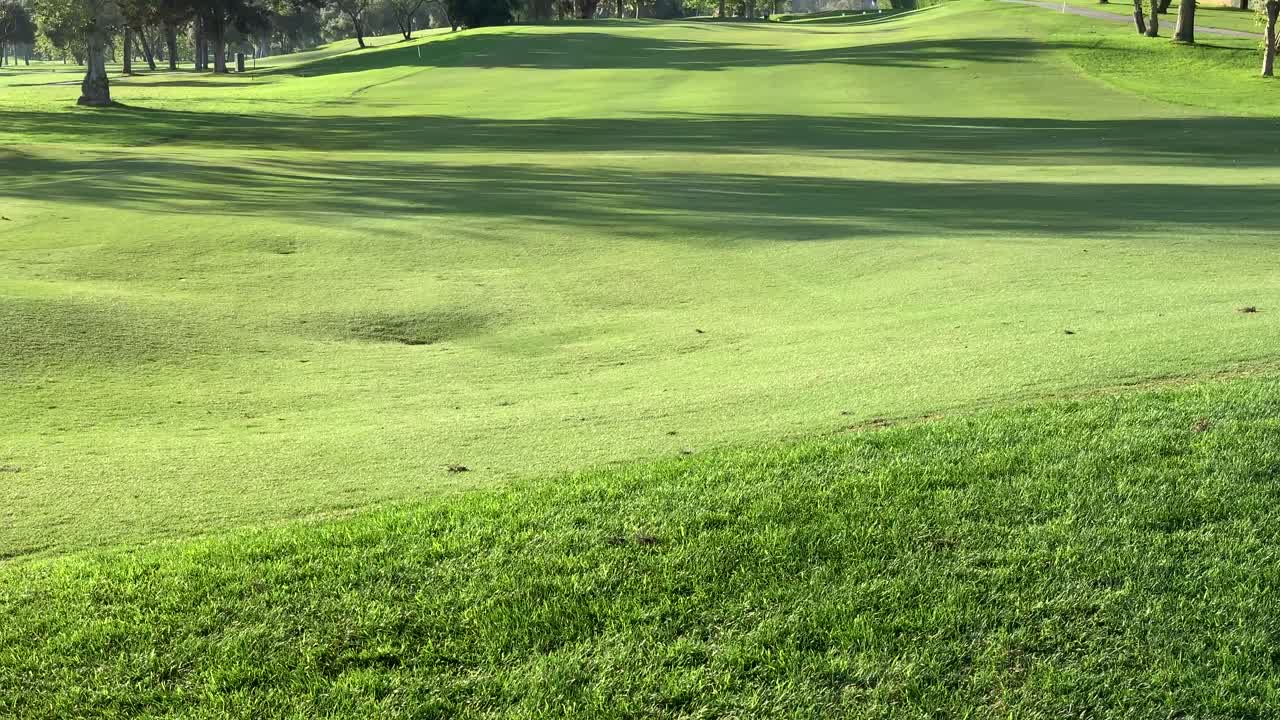 큰 나무가 있는 푸른 들판, 자연 속에서 화창한 날의 평화