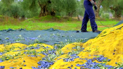 farmer-collects-olives-that-have-fallen-on-the-ground