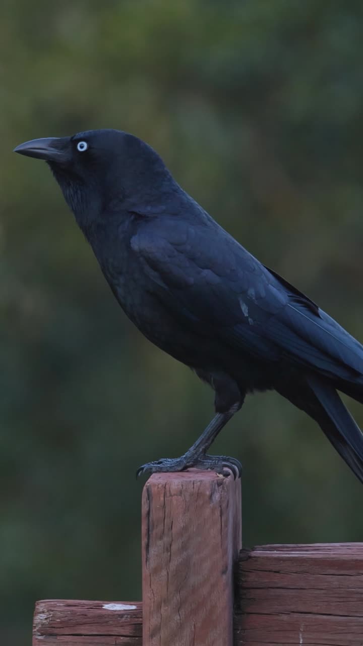 Un corvo nero si posa su un palo di recinzione di legno, gracchiando contro uno sfondo verde sfocato
