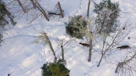 Three-deer-walking-through-a-windy-forest-with-one-acting-agressively-AERIAL-CLOSE-UP