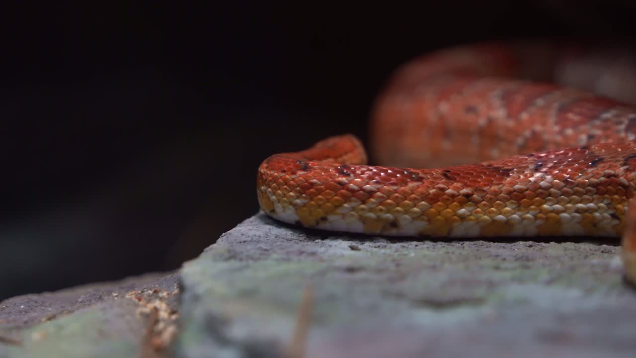 Close up shot of a non-venomous exotic species corn snake, pantherophis guttatus hiding between the rocks, flicking tongue, serpentine locomotion, crawling and slithering around