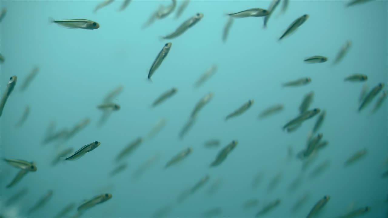 подводные рыбные скопления