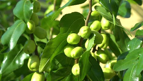 green fruits of jujube tree on a sunny summer day