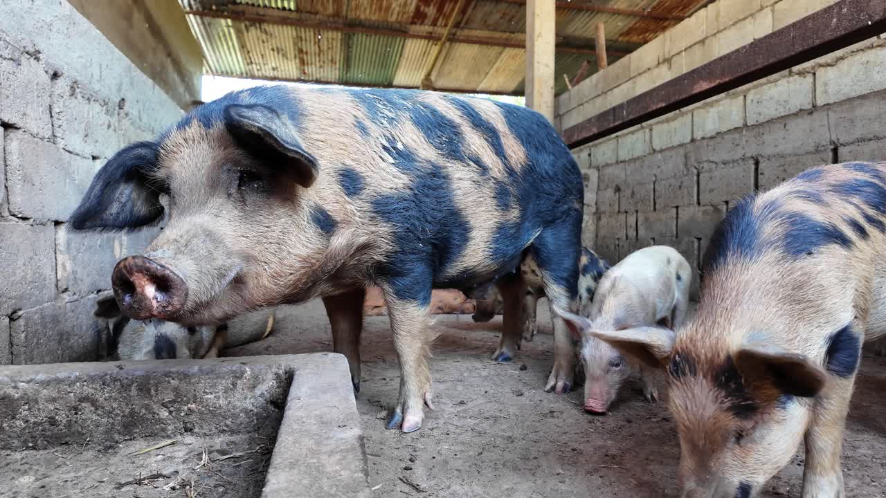 Spotted mother pig and her young piglets in a pen, concept of agriculture