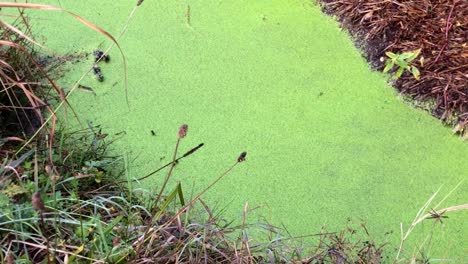 algas verdes en la superficie de un arroyo contaminado que fluye a través de arbustos silvestres
