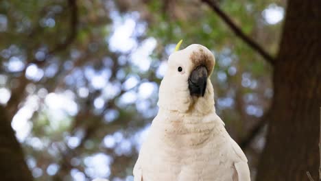 a cockatiel perched on a tree branch