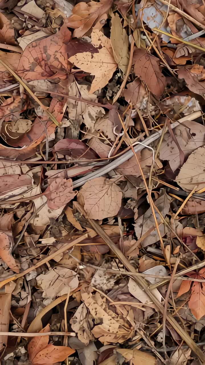 Vídeo vertical: cámara en mano captando hojas secas en el suelo del bosque y un tallo pálido cruzando la imagen