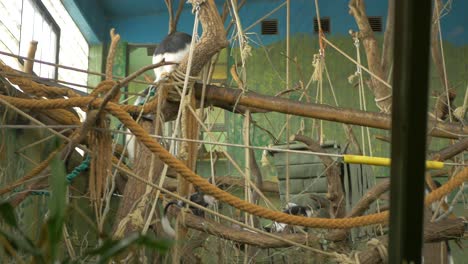 gibbons playing at a zoo