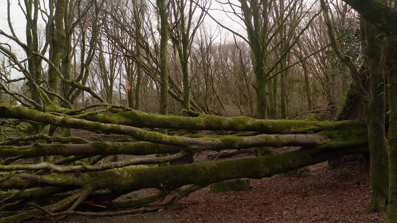 Storm aftermath showing large broken trees and branches scattered across a woodland path
