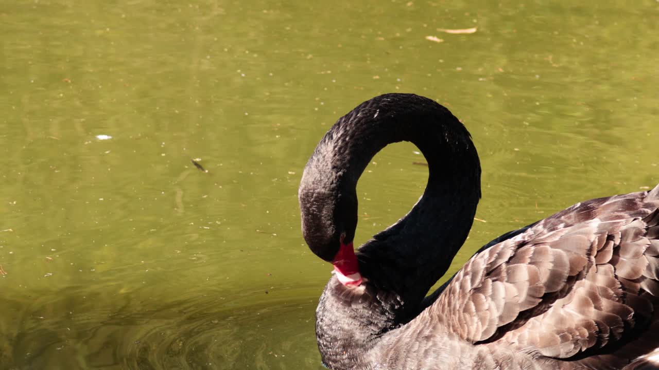 Cisne negro flutuando graciosamente em habitat natural