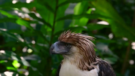 Der-Philippinische-Adler,-Auch-Bekannt-Als-Affenfressender-Adler,-Ist-Vom-Aussterben-Bedroht-Und-Kann-Sechzig-Jahre-Lang-Leben,-Indem-Er-Sich-Von-Affen,-Fliegenden-Lemuren-Und-Kleinen-Säugetieren-Als-Opportunistischer-Raubvogel-Ernährt