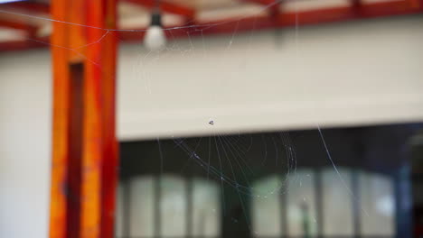 Capture-the-intricate-beauty-of-nature-as-the-web-dances-and-ripples-in-the-wind