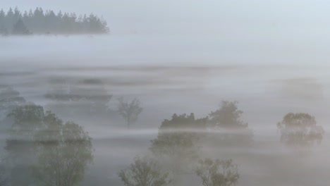 misty forest landscape