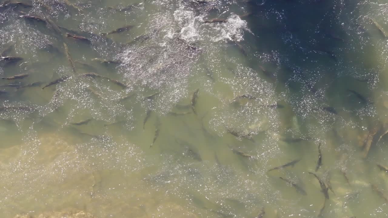 Salmon swimming upstream in shallow water during a migration, seen from above