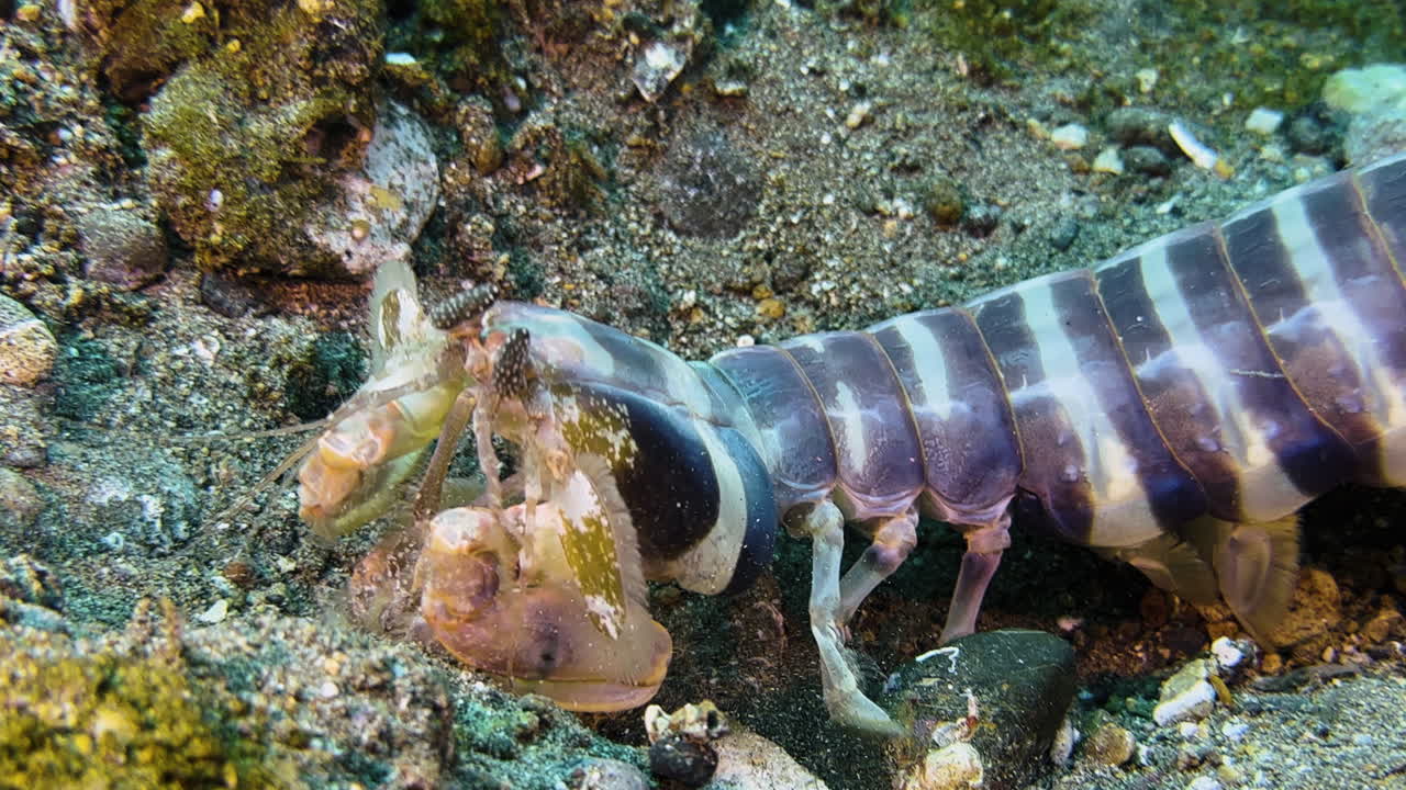 Large Zebra Mantis shrimp exposed on sandy bottom with some rubble. The predator has its raptorial claws folded and watches surroundings attentively