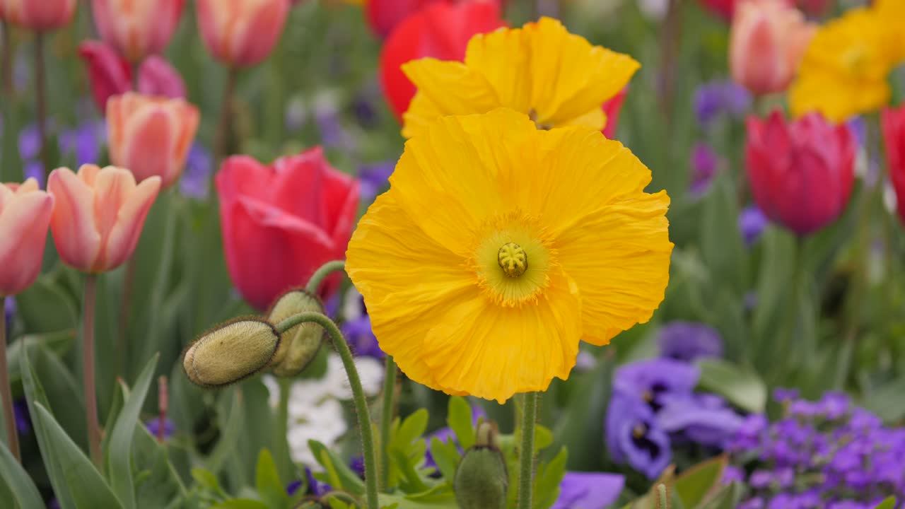 Beautiful spring garden with colorful tulips, bright yellow poppies, and purple pansies in full bloom. The vibrant flowers create a lively and refreshing atmosphere in the garden