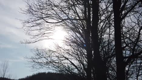 walking in the woods at sunset