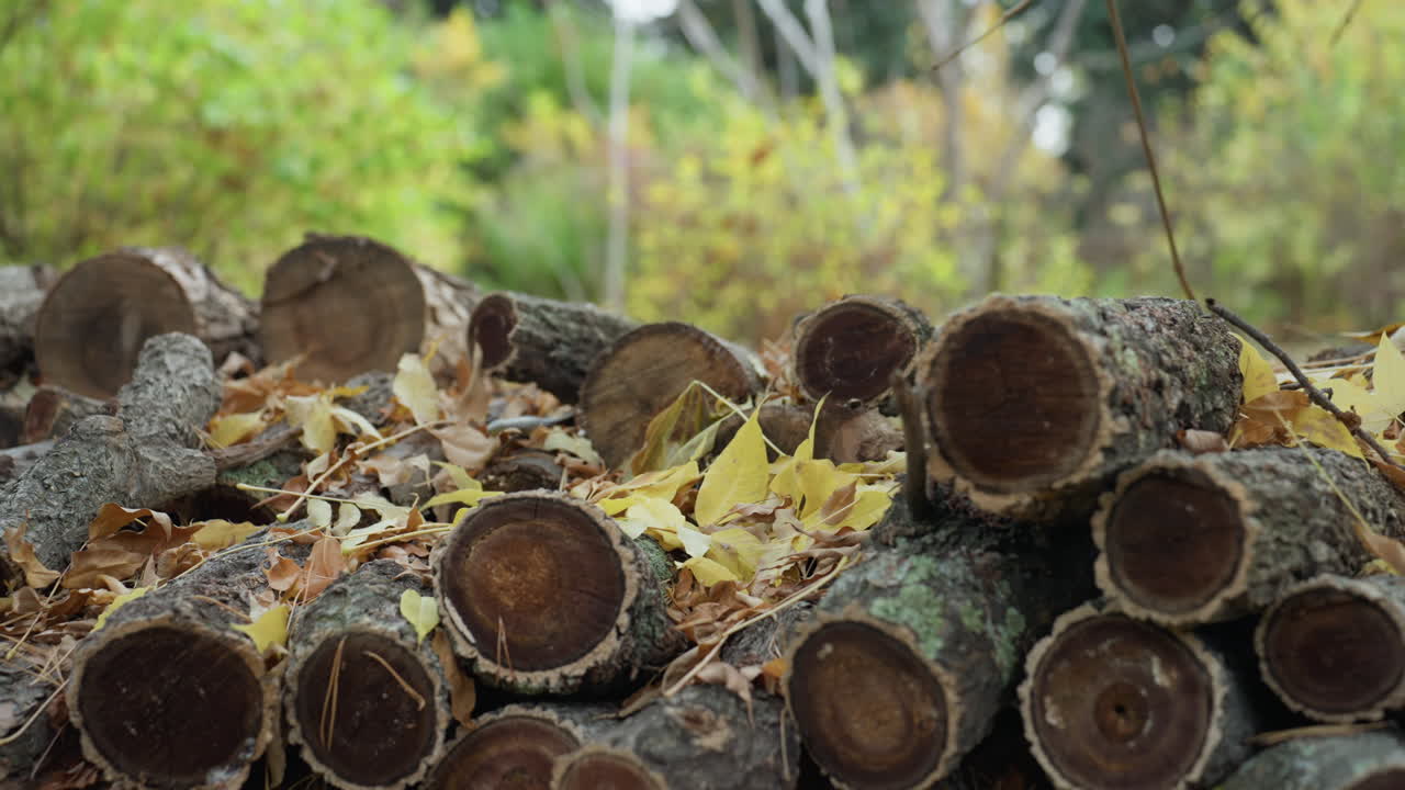 stacked logs in autumn forest, cut ends facing camera, yellow leaves scattered across rough bark, soft sunlight filtering through green canopy, moss and lichen clinging to trunks, rustic rural
