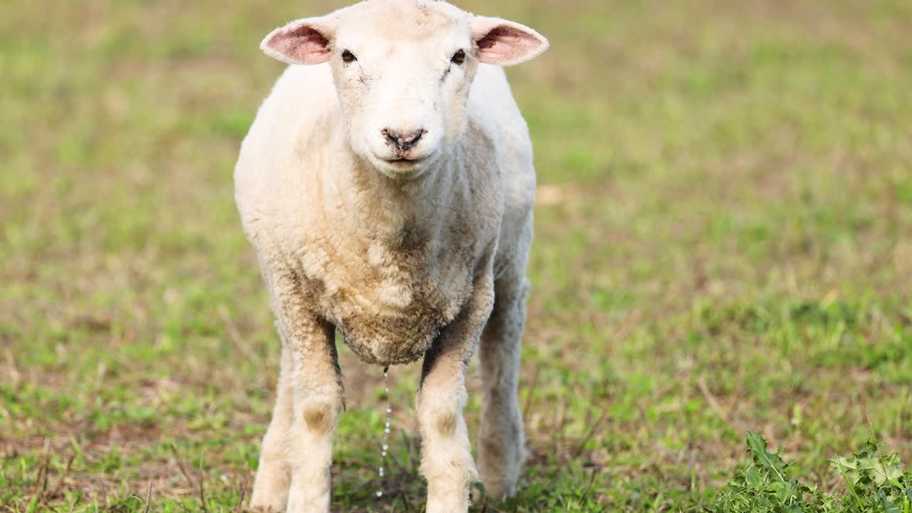 A Wiltipoll sheep stands calmly in a grassy field under soft daylight at Lake Tekapo, New Zealand