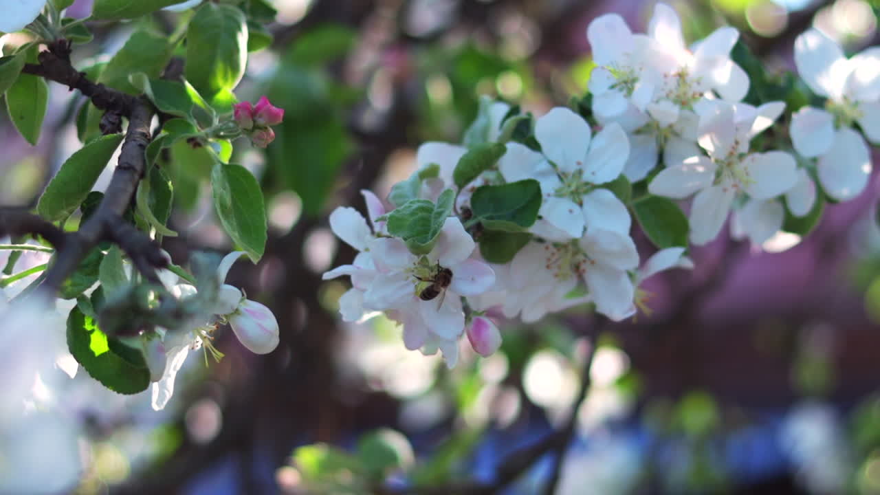 꿀벌은 화창한 봄날 벚꽃에서 꽃가루를 수집합니다.