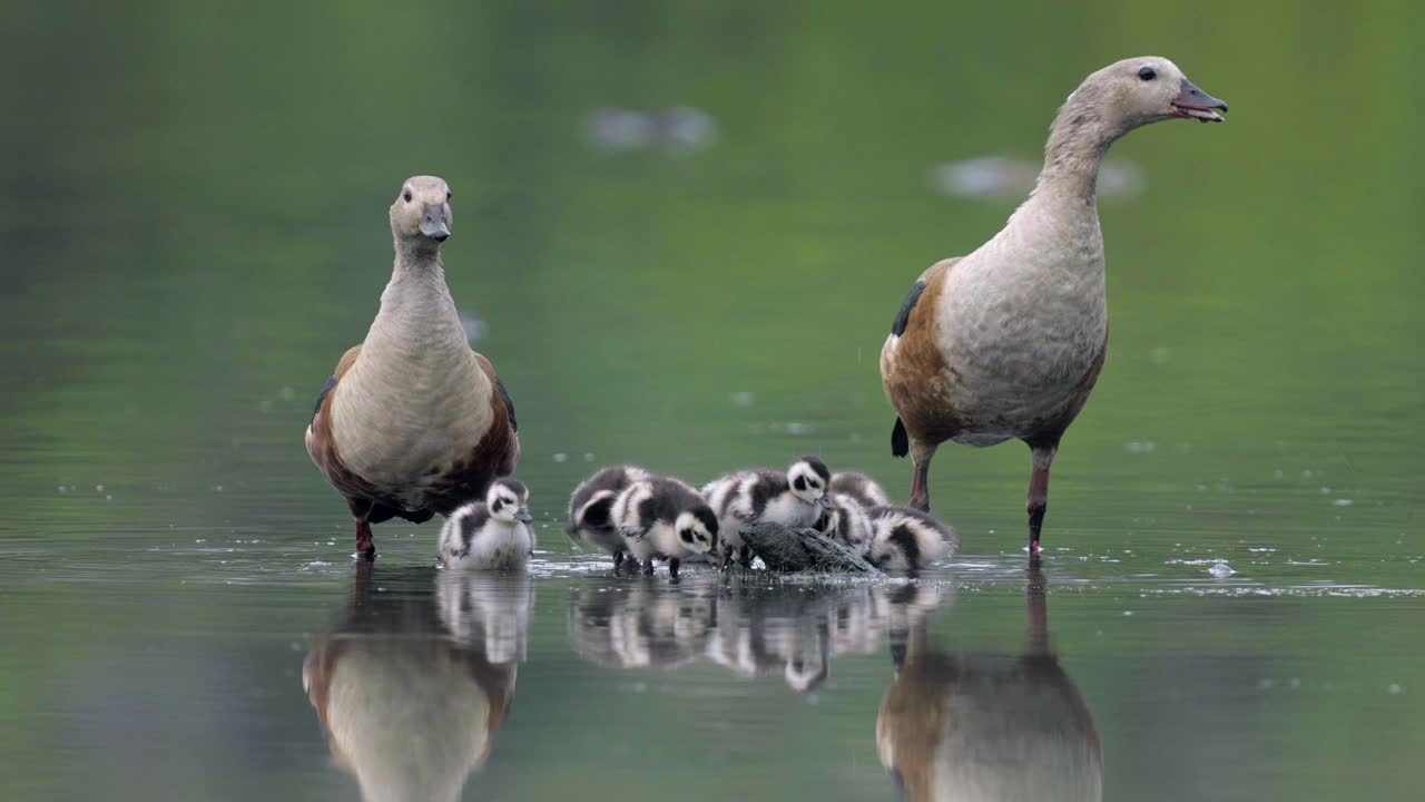 A wild duck family with their many small ducklings swims in calm, reflective water.