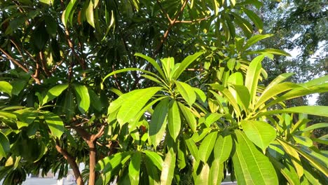 lush foliage gently swaying in the wind