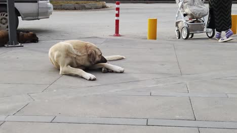 Schlafende-Hunde,-Während-Ein-Kinderwagen-In-Der-Nähe-Vorbeifährt