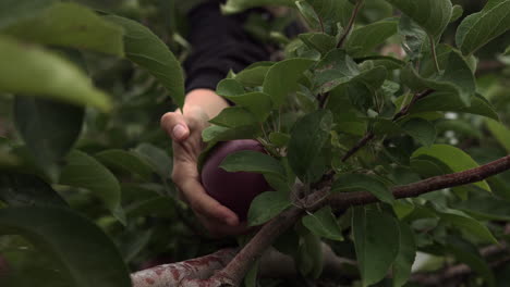 Hand-Greifen-Organischer-Und-Gesunder-Apfel-Reif-Vom-Apfelbaum-In-Der-Nähe