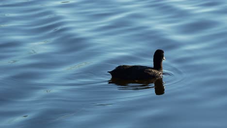 Common-coot-,-floating-and-swimming-on-the-rippling-freshwater-lake,-showcasing-the-vibrant-beauty-of-nature,-close-up-shot