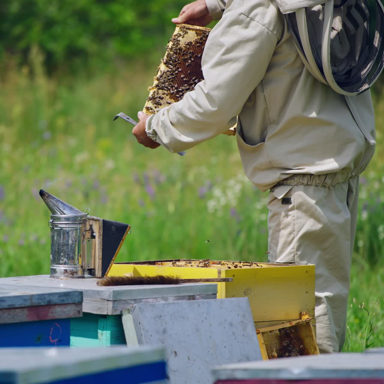 Professional apiarist examining bees on frame in apiary. Bee master in protective clothes looking after bees. Apiarist checking honey on a bee frame in summer