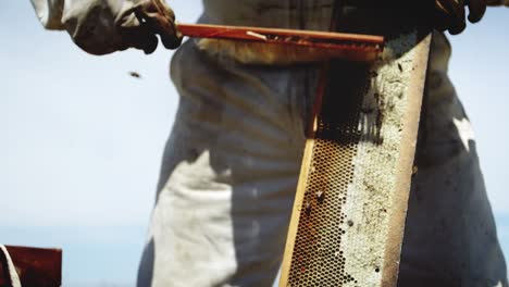 Apicultor-Quitando-Abejas-De-La-Colmena-Usando-Un-Cepillo.