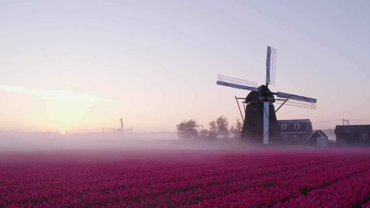 Vista aerea di Noordwijkerhout con Hogeveensemolen, tulipani, mulino a vento, che mostra un ampio paesaggio rurale nei Paesi Bassi