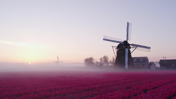 Vista aerea di Noordwijkerhout con Hogeveensemolen, tulipani, mulino a vento, che mostra un ampio paesaggio rurale nei Paesi Bassi