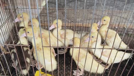 patitos en una jaula