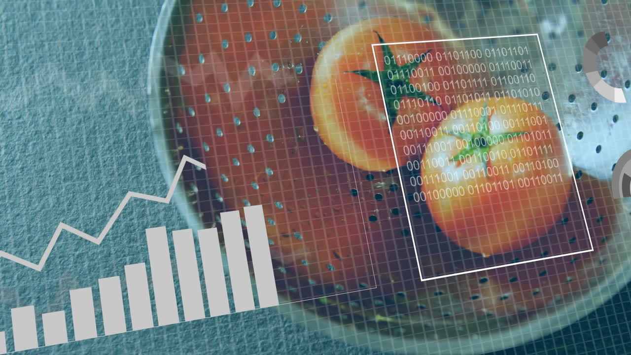 Data processing animation overlaying tomatoes in colander with graphs and binary code