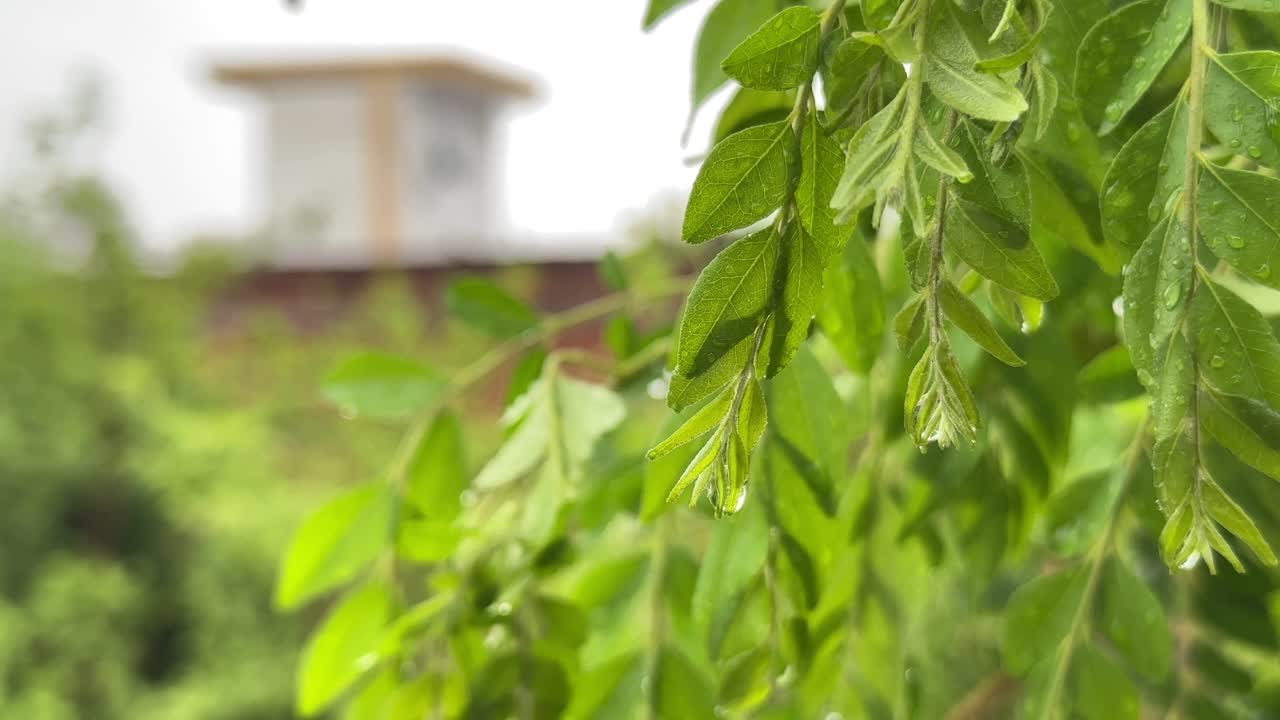 hojas de curry frescas en la lluvia, esta planta también se llama a veces neem dulce