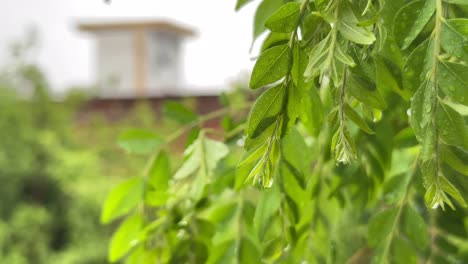 Fresh-curry-leaves-in-the-rain,-this-plant-is-also-sometimes-called-sweet-neem