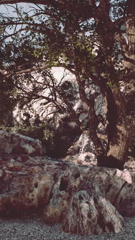 sunlit tree and rocks landscape