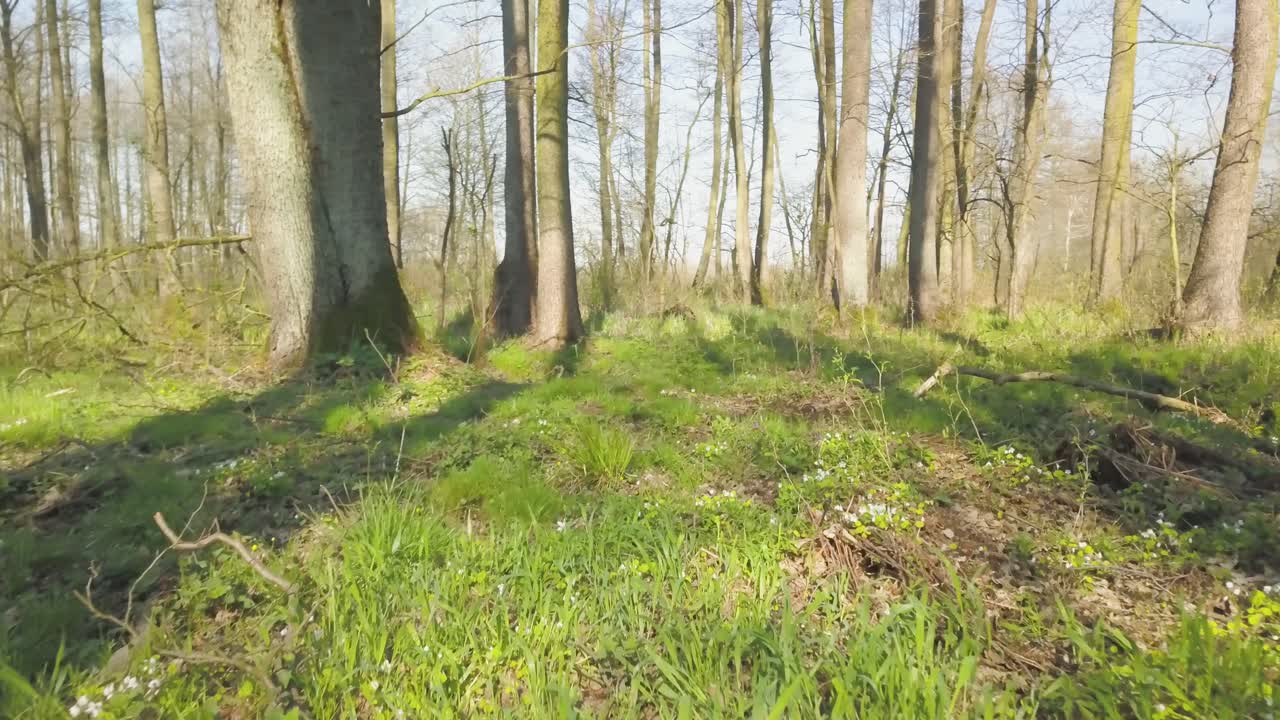 Een gedetailleerde blik op de flora en fauna van de Topiec-beek.
