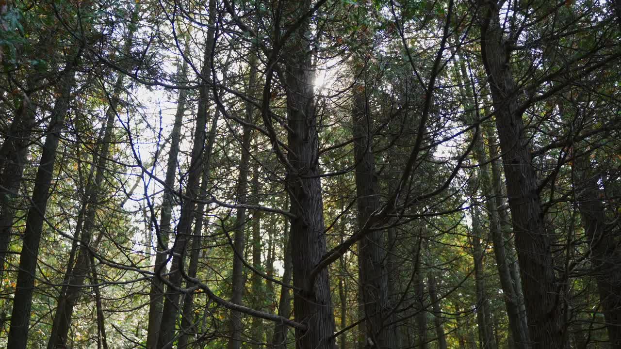 Sun shining through the tops of pine trees on an autumn day in Milton, Ontario