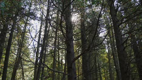 sun shining through the tops of pine trees on an autumn day in milton, ontario