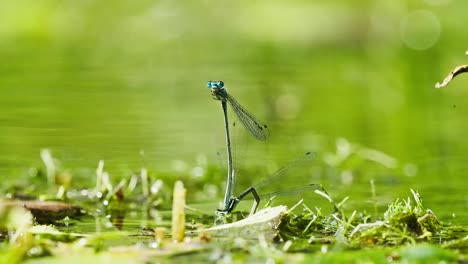 Enallagma-Cyathigerum-Pose-De-Rueda-De-Apareamiento-En-La-Hoja-Por-Encima-Del-Agua