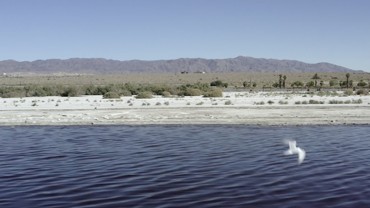 Aerial, tracking, drone view of a seagull, flying on the Salton beach, on a sunny day, at the Colorado Desert, in California, USA